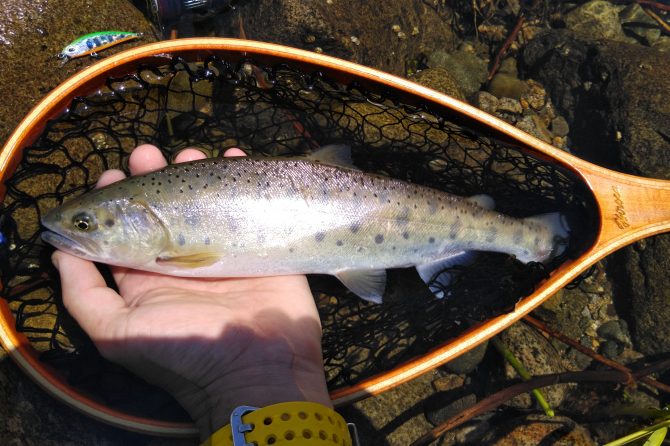 筆者が釣りあげたヤマメ