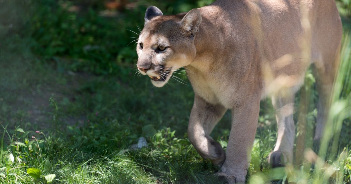 マウンテンライオンの獲物は？別名称は？【動物ドッキリクイズ・その4