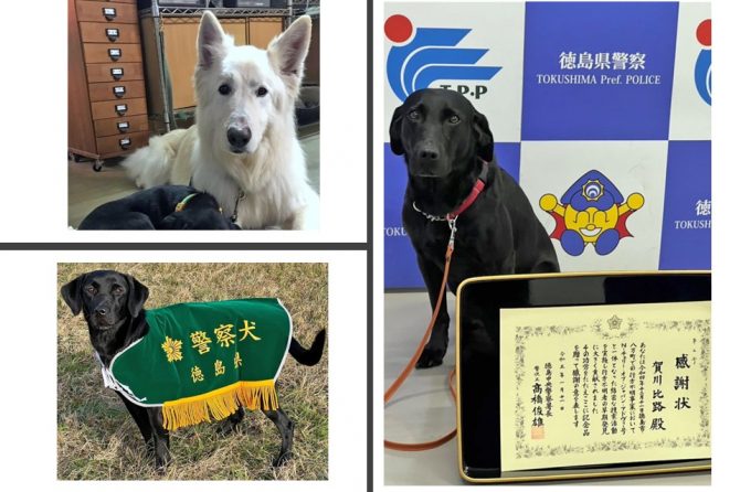 救助犬の仲間たちのものがたり～ボランティアドッグ育成センターのクレア、太一、ジャンゴ【 災害救助犬コアと家族の日記 Vol.19】