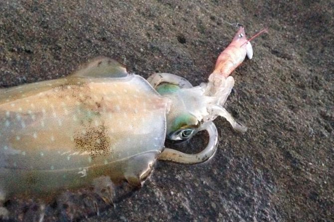 筆者が釣りあげたアオリイカ