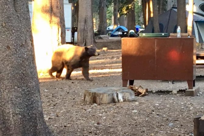 アメリカ・カリフォルニア州ではキャンプ場に出た熊を追い払わない？【動物ドッキリクイズ・その10】