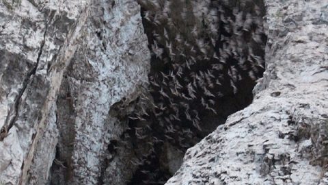 カンボジア・バッタンバンで大自然の驚異を体感！洞窟で500万匹のコウモリが繰り広げるショーは圧巻