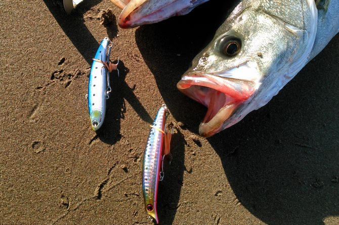 筆者私物がサーフで釣り上げたシーバス（スズキ）