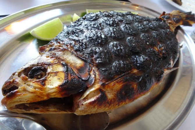 南米でもっともうまい淡水魚！ 種子を運ぶコロソマの炭火焼きは寒ブリ級の絶品だ