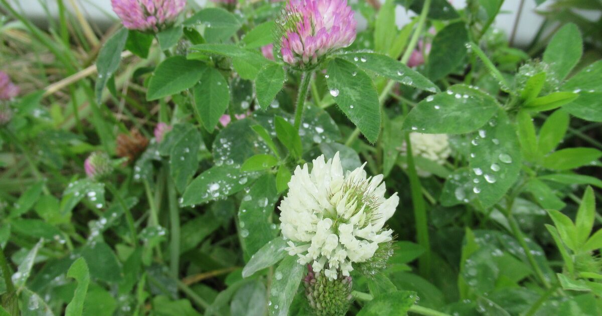 クローバーに赤と白があるって知ってた？アカツメクサとシロツメクサの