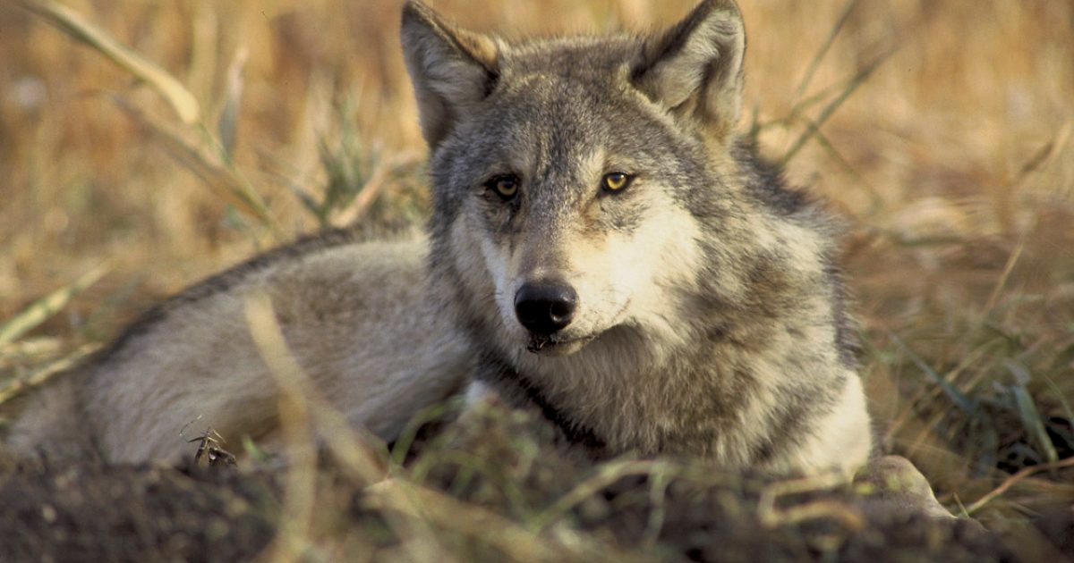 カリフォルニアで絶滅したはずのオオカミが1世紀ぶりに復活した理由と