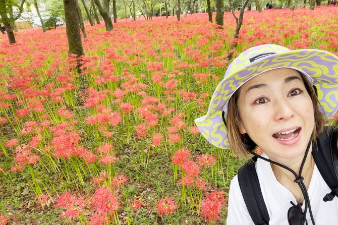 たまには平日ひとり旅。埼玉県日高市の「巾着田曼珠沙華まつり」と日和田山トレッキングへ