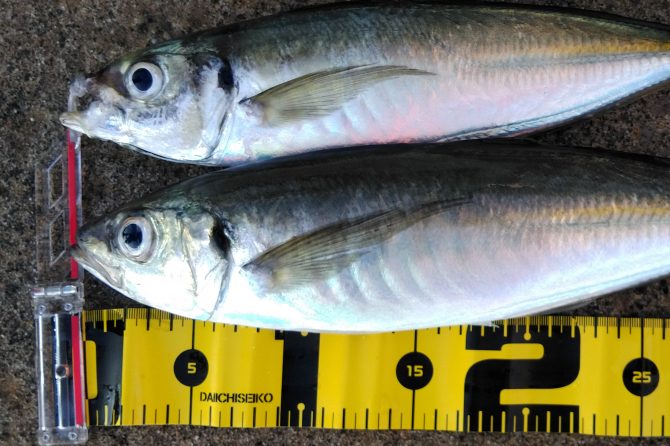 初心者必見！ルアーフィッシングで釣果をあげるためのキホン４原則