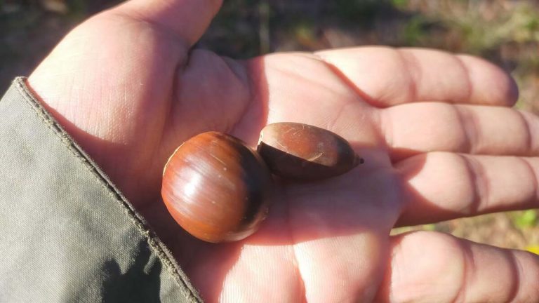 クヌギの実は食用可能？処理方法から他のどんぐりとの比較も紹介！ | 自然観察・昆虫 【BE-PAL】キャンプ、アウトドア、自然派生活の情報源ビーパル