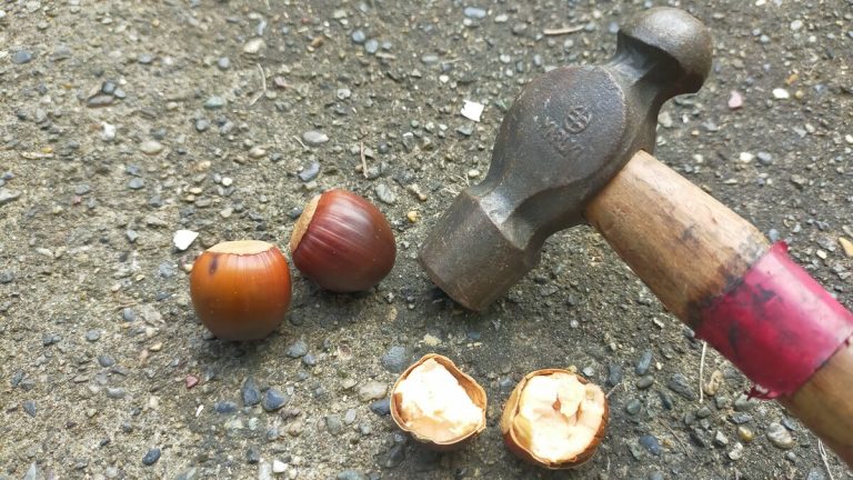 クヌギの実は食用可能？処理方法から他のどんぐりとの比較も紹介！ | 自然観察・昆虫 【BE-PAL】キャンプ、アウトドア、自然派生活の情報源ビーパル