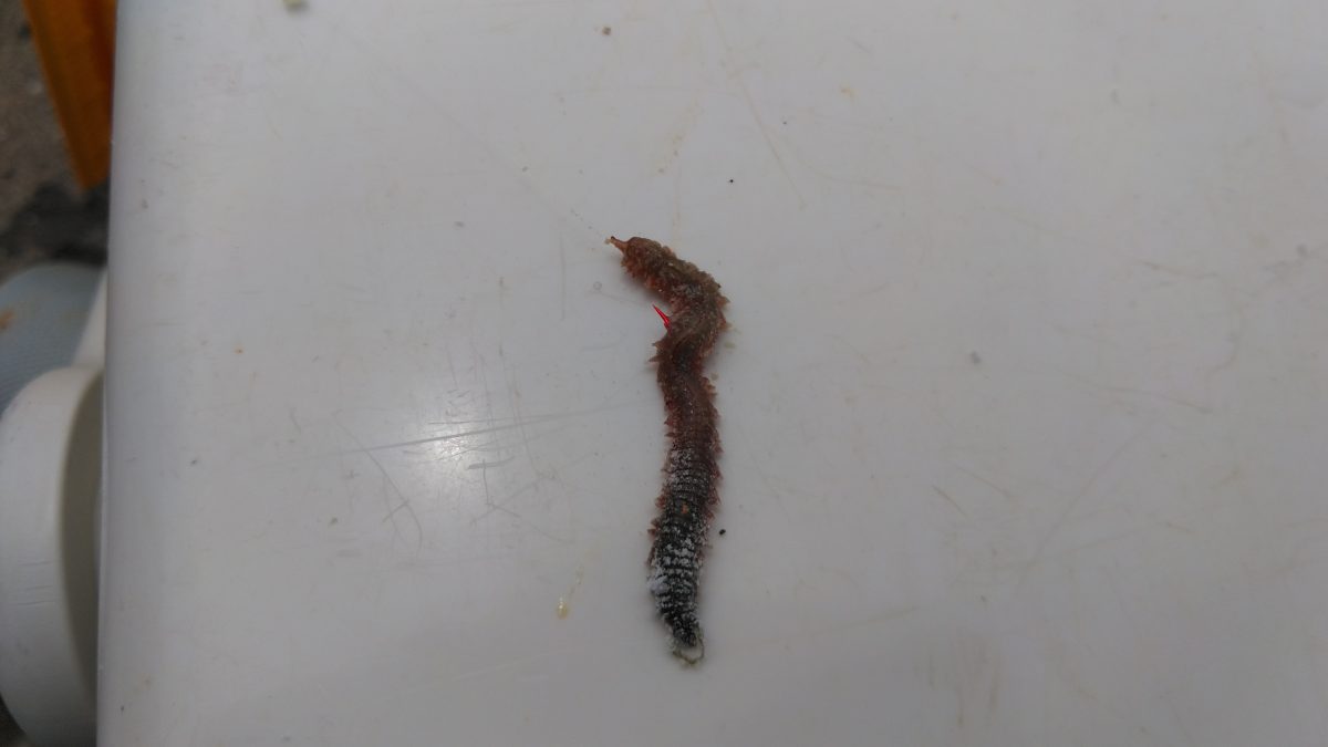 釣り針に付けたジャリメ