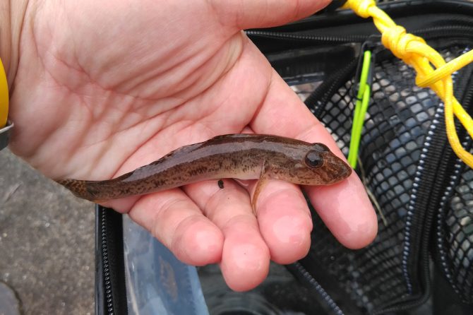 釣り上げたハゼ