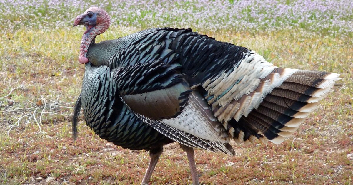 アメリカで感謝祭の食卓に欠かせない七面鳥とはどんな鳥？【動物