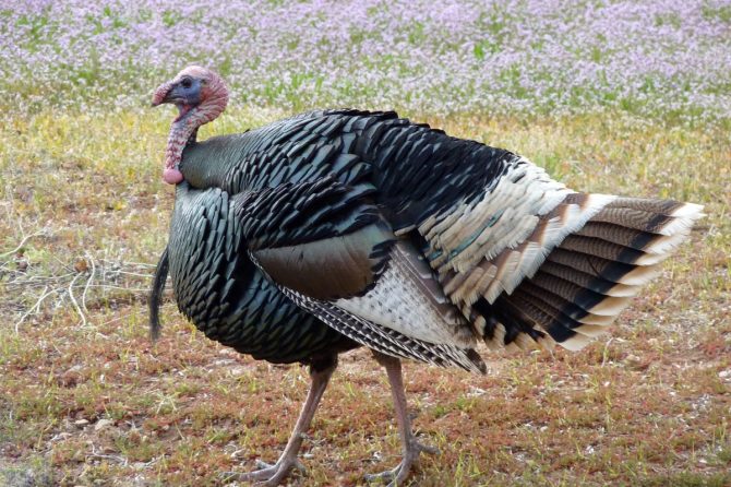 アメリカで感謝祭の食卓に欠かせない七面鳥とはどんな鳥？【動物ドッキリクイズ・その14】