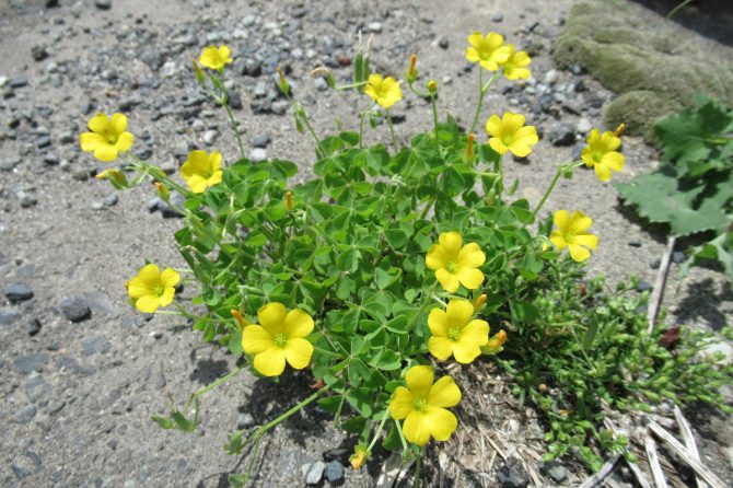 カタバミの花にはピンクや紫もある！クローバーとの違いも紹介