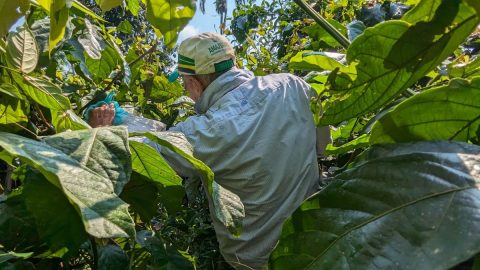 【佐藤ジョアナ玲子のアマゾン旅 vol.20】ブラジルの辺境に住む、長寿の秘薬＝ガラナを育てる日本人を訪ねて