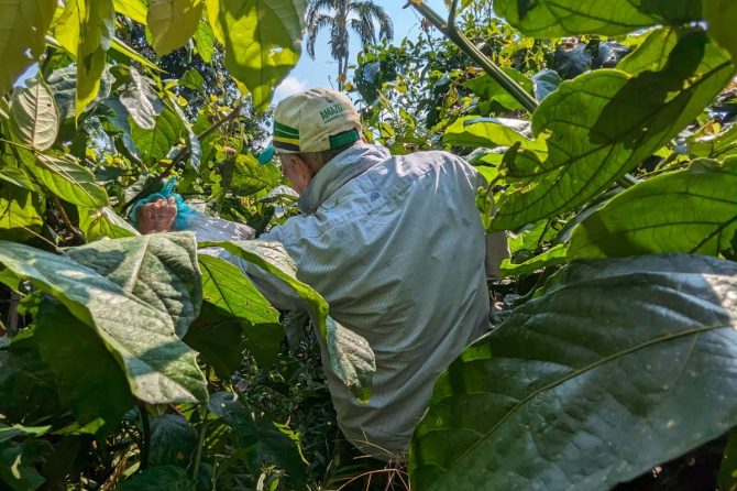 【佐藤ジョアナ玲子のアマゾン旅 vol.20】ブラジルの辺境に住む、長寿の秘薬＝ガラナを育てる日本人を訪ねて