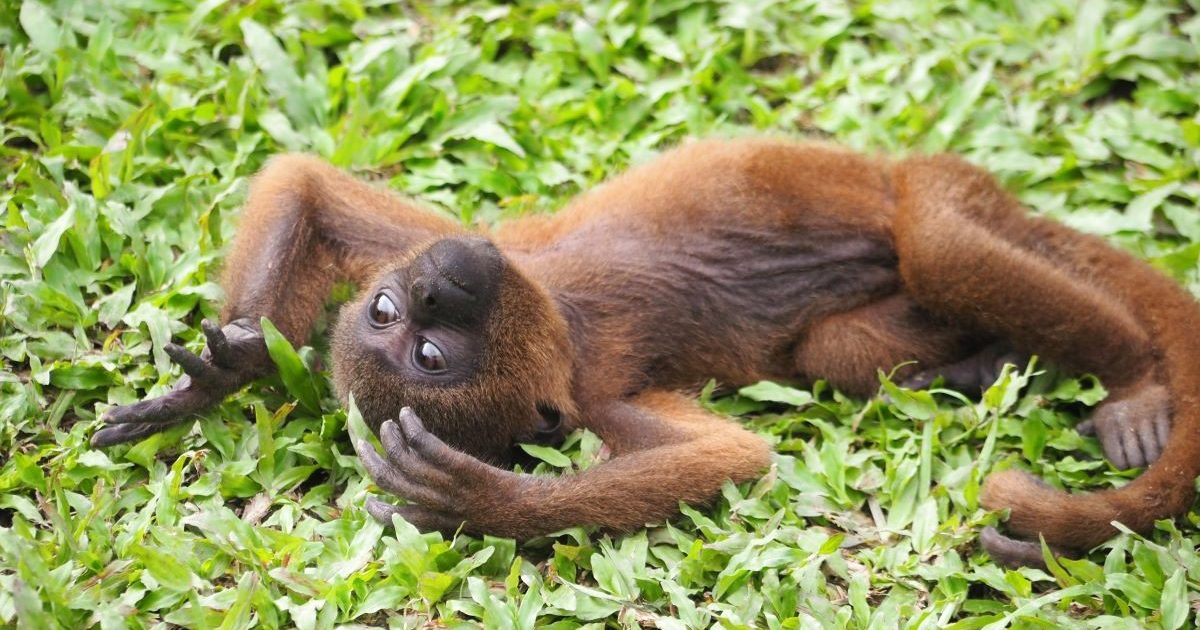 佐藤ジョアナ玲子のアマゾン旅 vol.15】ペルーの密林に隠された猿の