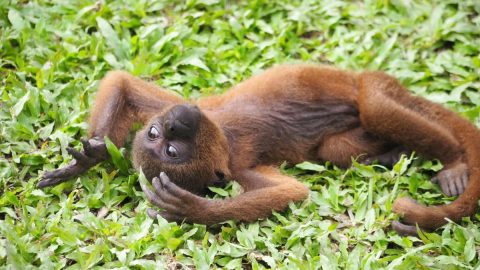 【佐藤ジョアナ玲子のアマゾン旅 vol.15】ペルーの密林に隠された猿の楽園＝モンキー・アイランドへ