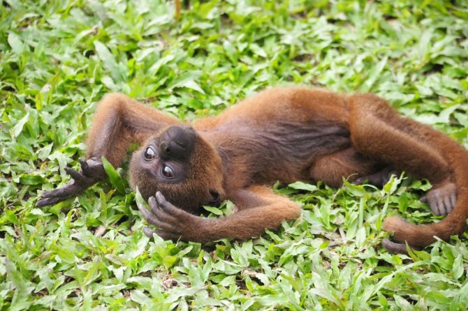 【佐藤ジョアナ玲子のアマゾン旅 vol.15】ペルーの密林に隠された猿の楽園＝モンキー・アイランドへ