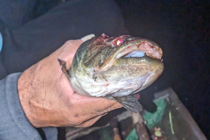 【佐藤ジョアナ玲子のアマゾン旅 vol.24】巨大魚を狙え！ワニが潜む深夜のアマゾン川で人生初のモリ突きに挑戦