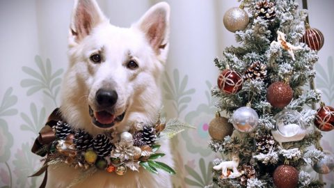 野遊びで拾った松ぼっくりで！クリスマスリースの作り方【災害救助犬コアと家族の日記 Vol.23】