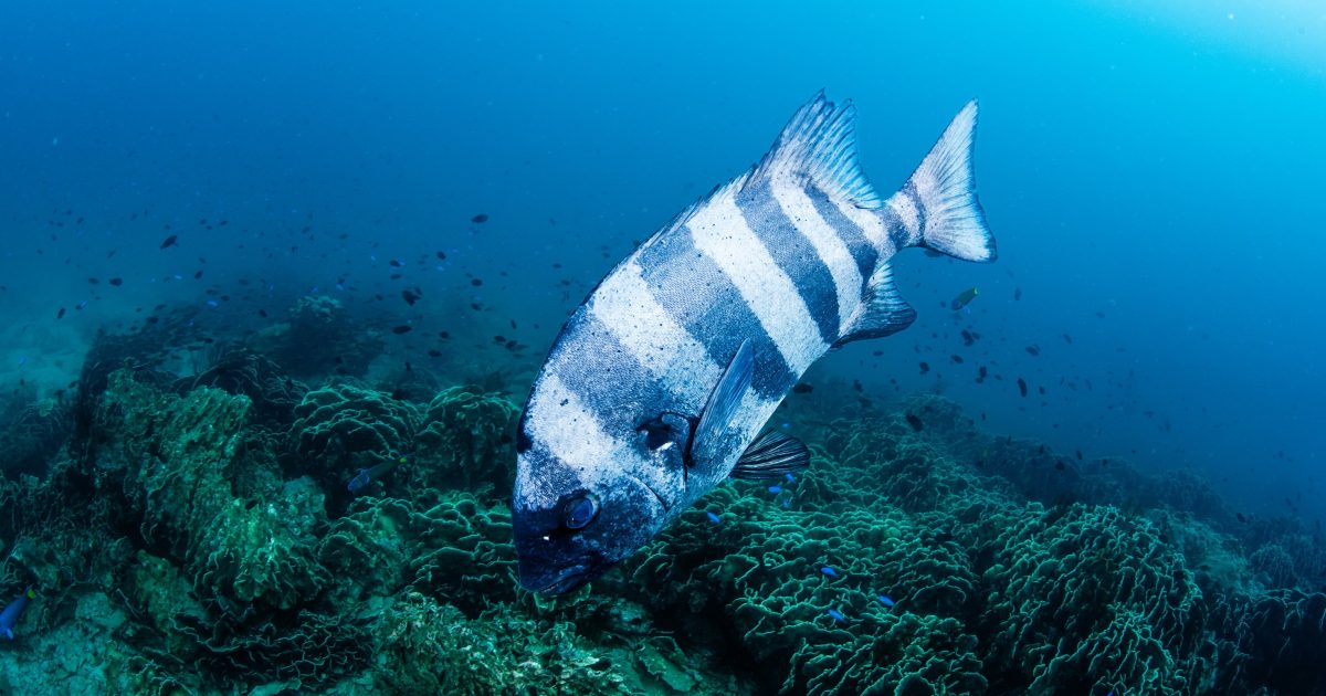 海中 ダイバーとして海中清掃に参加！リアス海岸の底には何がある!? | 海