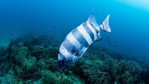ダイバーとして海中清掃に参加！リアス海岸の底には何がある!?