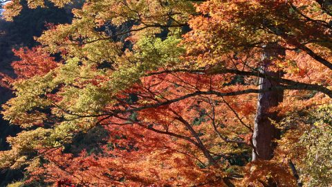 国井律子の平日ひとり旅。神奈川県の「大山」でトレッキングと今年最後の紅葉を堪能