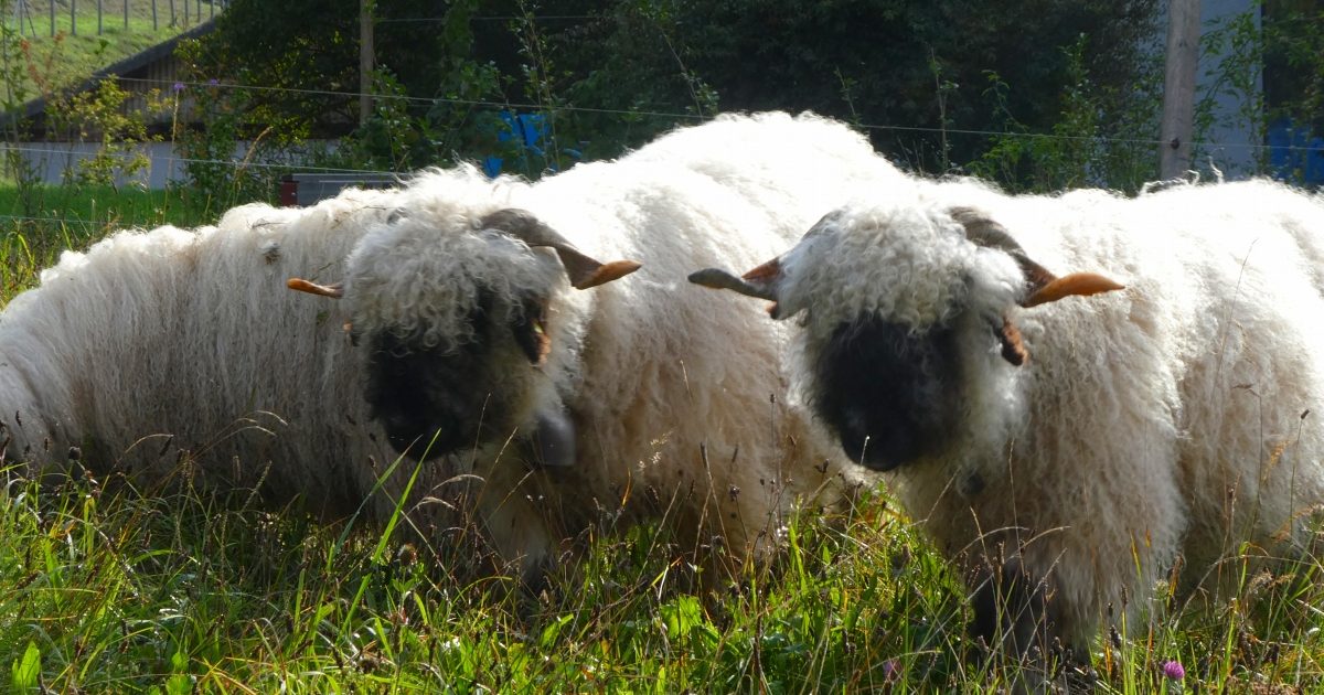 世界一カワイイと話題！スイス原産「ヴァレー・ブラックノーズシープ