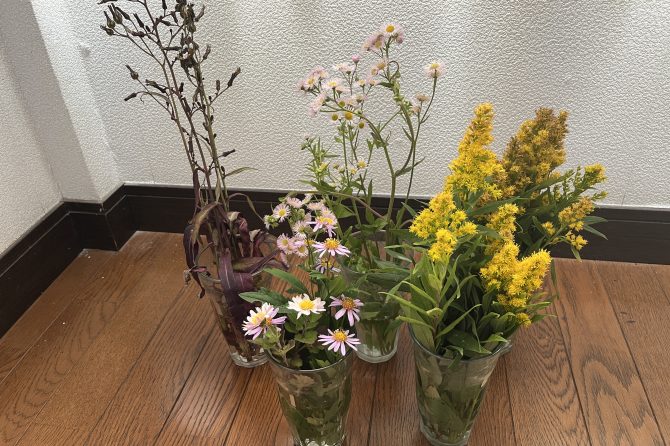 ドライフラワーを身近な雑草で作ってみよう！簡単にできて楽しいぞ