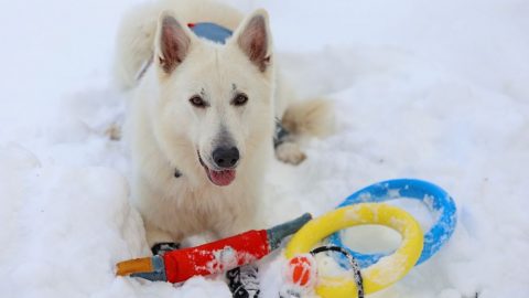 冬も思いっきり外遊び！犬の雪遊びグッズおすすめをご紹介【 災害救助犬コアと家族の日記 Vol.25】