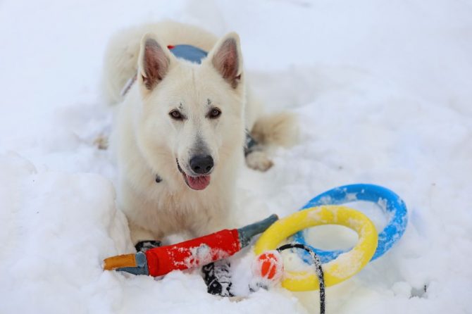 冬も思いっきり外遊び！犬の雪遊びグッズおすすめをご紹介【 災害救助犬コアと家族の日記 Vol.25】