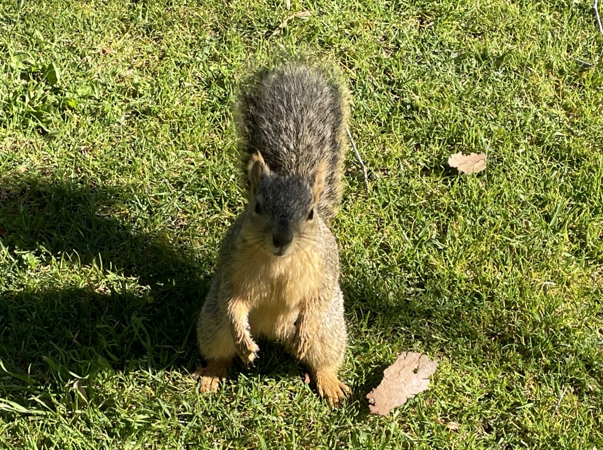 アメリカの「カリフォルニアジリス」は肉食!?最近発見されたショッキングな事実とは?【動物ドッキリクイズ・その21】