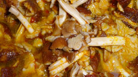 コンゴ人が仕事そっちのけで採るキノコとは？シャキシャキした食感でおいしいぞ！