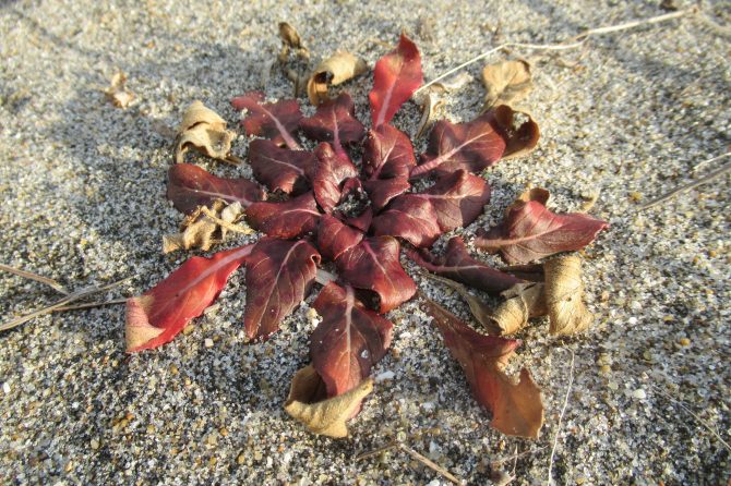 タンポポやオオバコなどのロゼット植物を観察してみよう