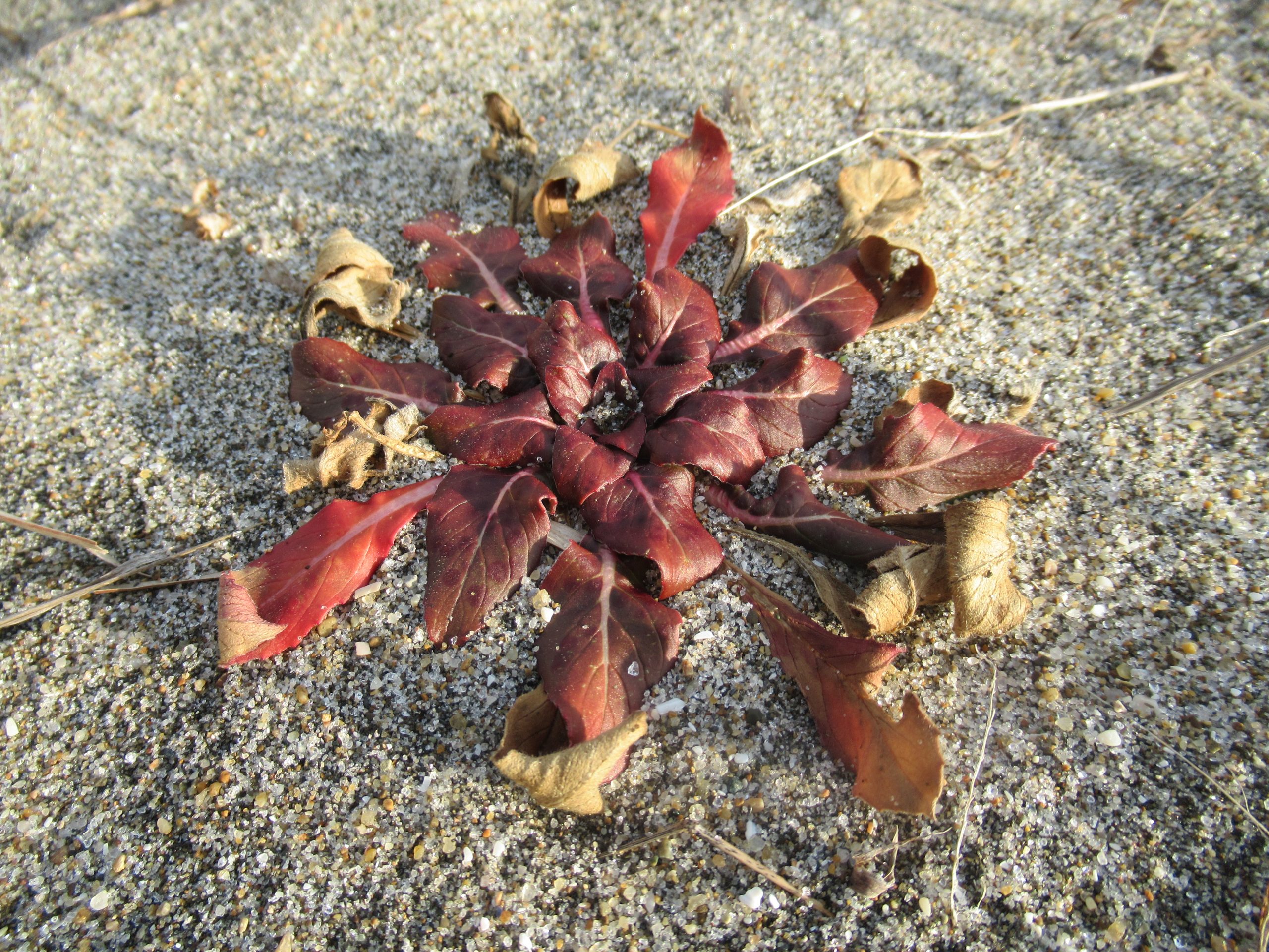 タンポポやオオバコなどのロゼット植物を観察してみよう