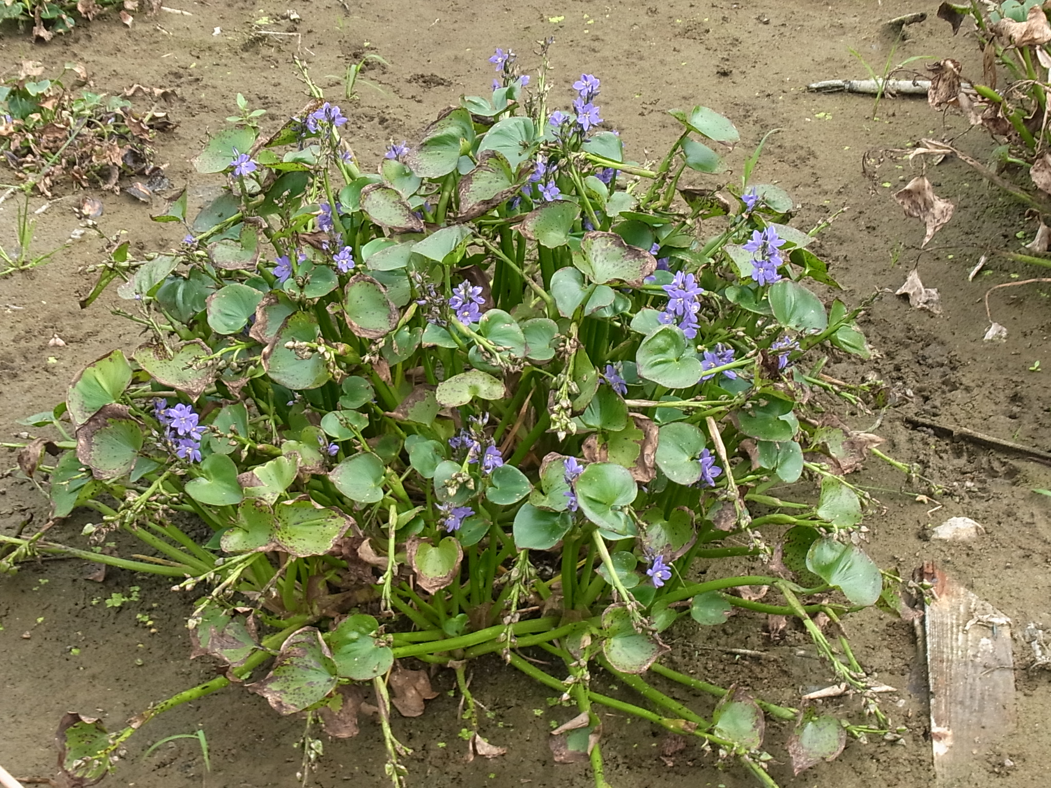 雑草を食べる天然水ページ イタドリ、ヨモギ、ツクシ…食べられる雑草を春の野原で探そう！ | 自然