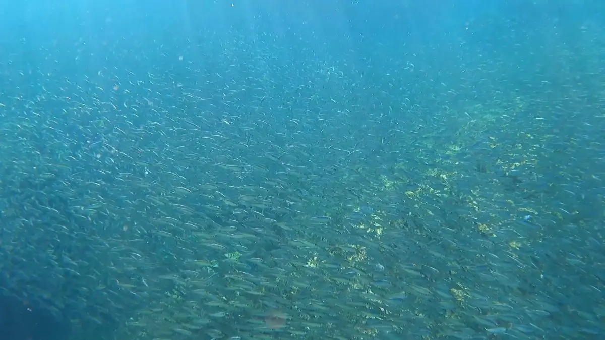海