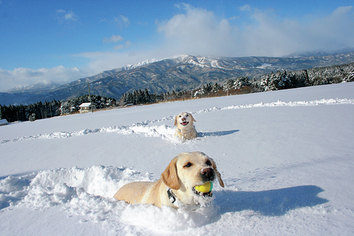 雪の中で遊ぶ犬たち