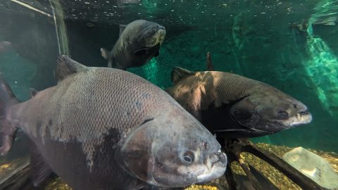 【佐藤ジョアナ玲子のアマゾン旅 vol.27】貴重な怪魚・ピラルクも見られるジャングル内の自然博物館「MUSA」！