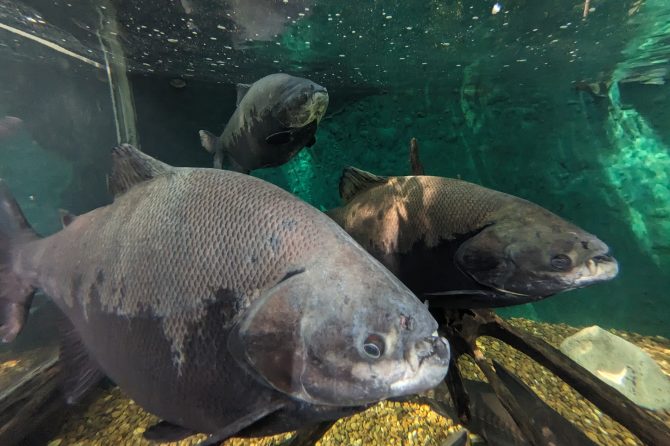 【佐藤ジョアナ玲子のアマゾン旅 vol.27】貴重な怪魚・ピラルクも見られるジャングル内の自然博物館「MUSA」！