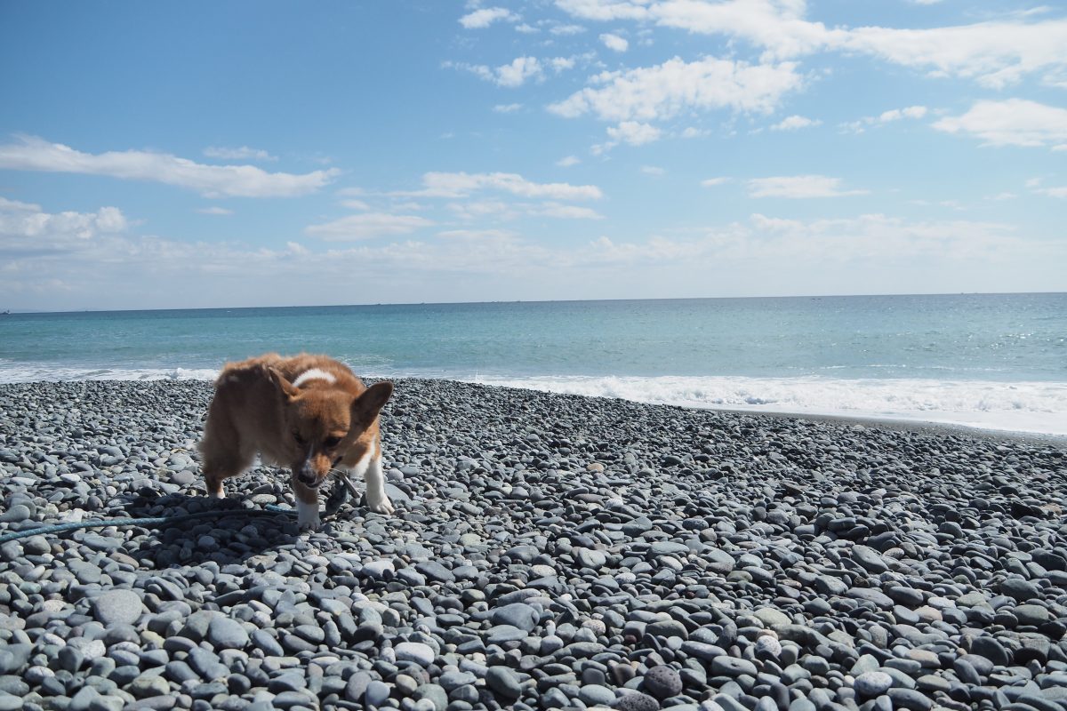 海