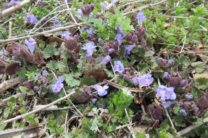 春の野の花を公園や道端で観察しよう。花が美しい雑草の探し方も紹介
