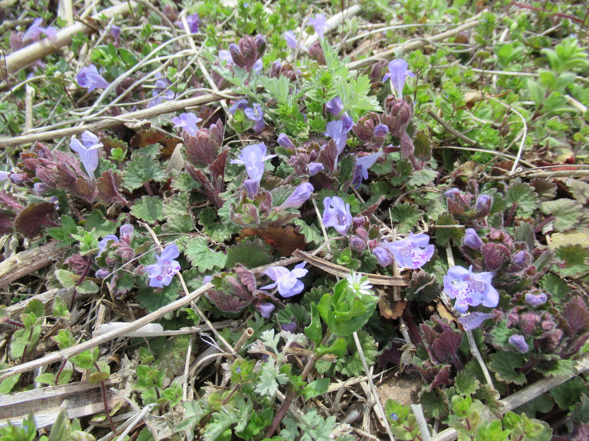 春の野の花を公園や道端で観察しよう。花が美しい雑草の探し方も紹介