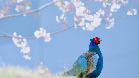 春の里山でキジの母衣打ち（ほろうち）を観よう！