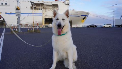 愛犬とフェリーに乗って憧れの北海道旅行へ！【 災害救助犬コアと家族の日記 Vol.26】