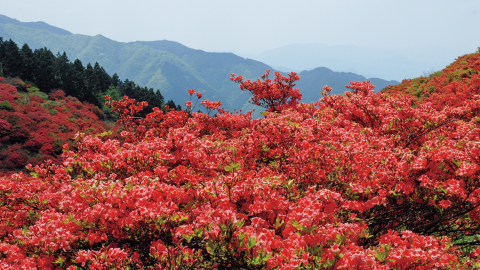 春から夏まで楽しめる！ 花々が眼前に咲き誇る全国のおすすめ山小屋５選