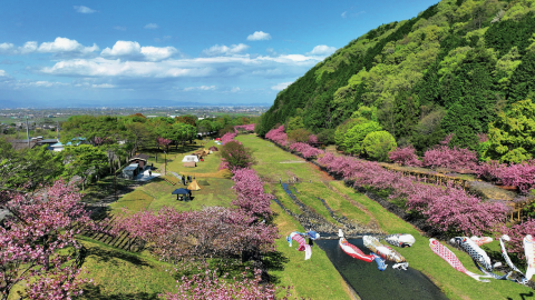 満開の桜を満喫！お花見が楽しめるキャンプ場10選