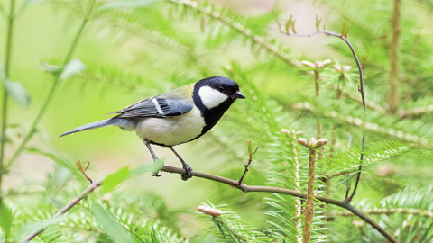 鳥も人を見ている！シジュウカラの言葉がわかる鈴木俊貴さんインタビュー